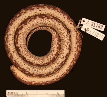 Media type: image;   Herpetology R-173870
